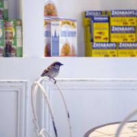 Breakfast with the birds - Cafe Beignet