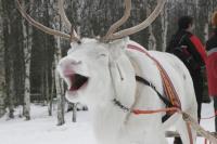 Finnish family tours