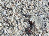 sit along the shoreline and find your prize
