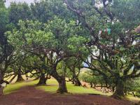 Fanal Forest hosts rare ancient Laurissilva trees
