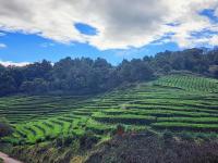 walk through the fields and sample the teas at Cha Gorreana Tea Plantation 