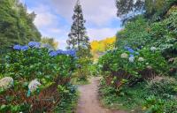 hiking into the lush valleys and calderas allow you to see Sao Miguel in bloom
