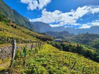 Madeira's Quinta do Barbusano winery high in the mountains