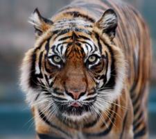 Tiger Attacks