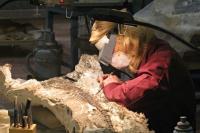 Edmontosaurus Discovery