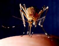 Ethics of Malaria Testing