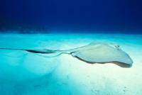 Stingray