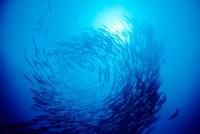 Fishy Spa Treatments
